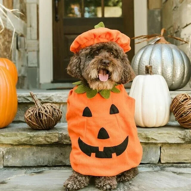 Pottery Barn 3-6 Month Pumpkin costume Disney baby Halloween outfit party kid ]