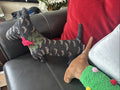 Pottery Barn holiday Dog Pillow Christmas Nostalgic party Santa Disney kid ]